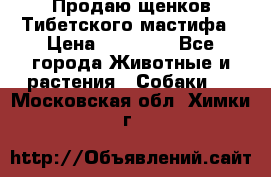 Продаю щенков Тибетского мастифа › Цена ­ 45 000 - Все города Животные и растения » Собаки   . Московская обл.,Химки г.